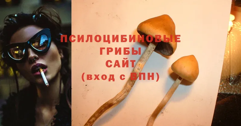 как найти наркотики  Болхов  Псилоцибиновые грибы Psilocybine cubensis 